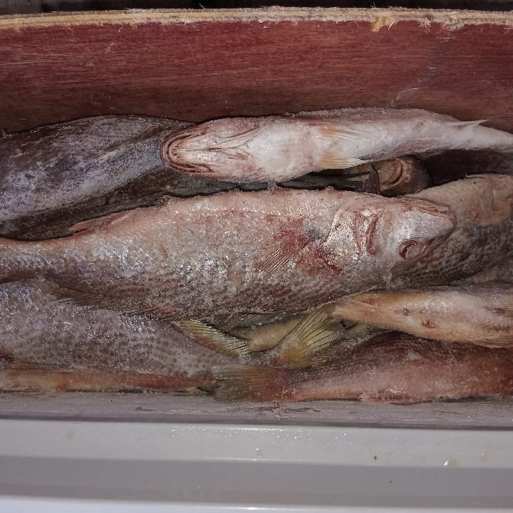 Croaker fish