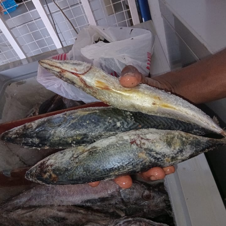 Japanese Titus Fish 1kg