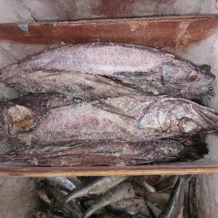 Hake Fish 1kg